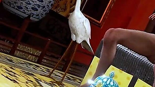 Beauty Curvy Girl Chronicles: the Animated Goddess - 3D Animation Hentai