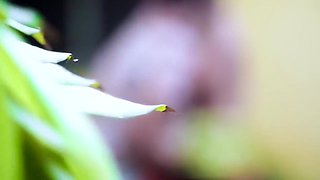 Devar Bhabi Romantic Sex