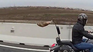 Black Anamary Fucked by Stripper