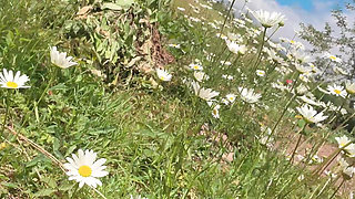 Piss for Gardend on the Grass Beautifull