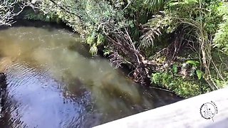 Public Flashing With Lovense Lush