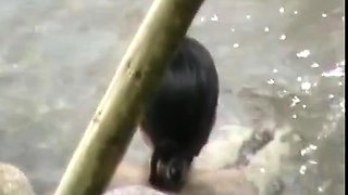 Amateur girls voyeur copulating in public place