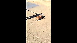 Mature British MILF gets naughty outdoors at Paiko Fishpond in East Oahu, Hawaii