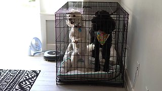 Bustys Cam Webcam Big Boobs Free Big Boobs Cam Porn Video