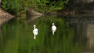 Looking-good Caylian Curtis and Divinity Love at blonde movie