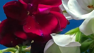 Hair Worship Natural Goddess Domination