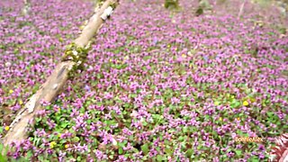 Sweet Creampie In A Flower Meadow