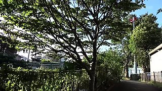 Amateur asian stepsister teen