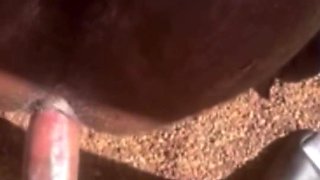 PLUNGING MY CORNHOLE WITH TRUNK