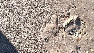 Comparing Size 16 Feet to Sand Prints at the Beach