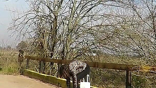 Patricia Undresses on the Outdoor Bridge