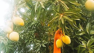 Am I Enjoying Myself Under My Mango Tree.